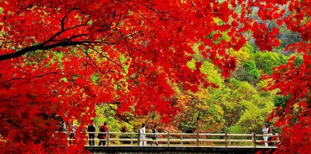 走进中国“枫叶之都”——本溪