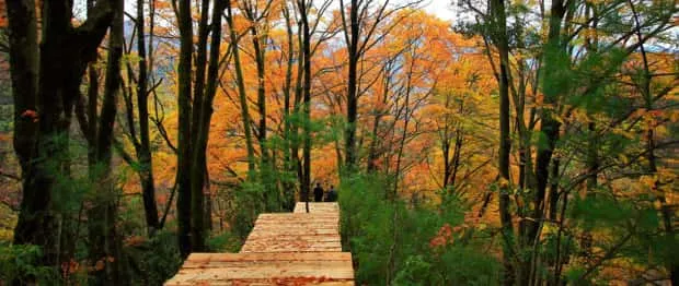 光雾山红叶甲天下