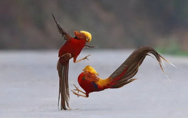 中国人的鸡文化