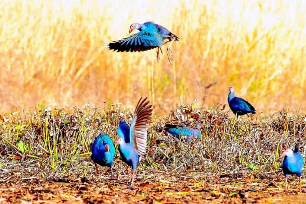 你见过这么漂亮的鸡吗?