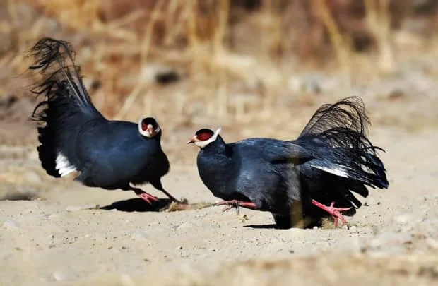 麦克阿瑟是如何征服日本的